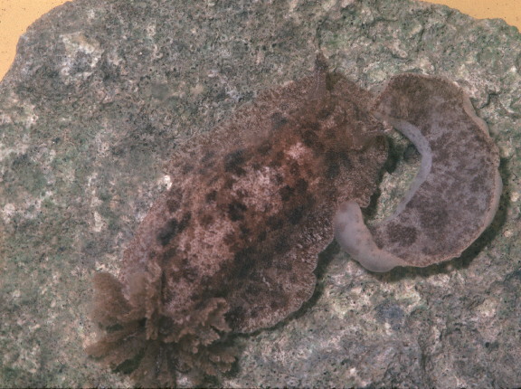 Discodoris evelinae